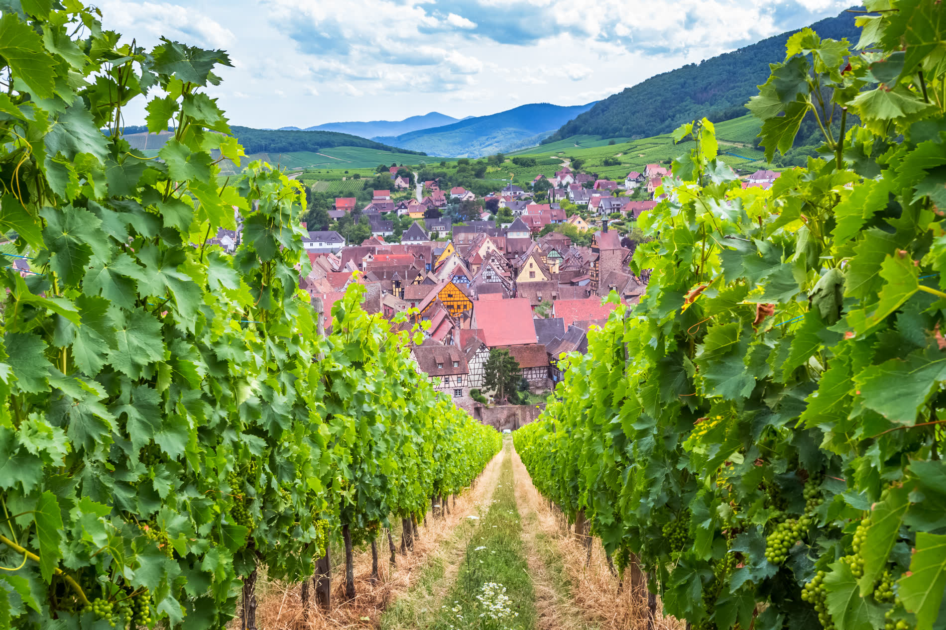 Weinbergsgasse zwischen Reben, am Ende ein Dorf mit roten Dächern und dahinter bewaldete Hügel Weinbergsgasse zwischen Reben, am Ende ein Dorf mit roten Dächern und dahinter bewaldete Hügel